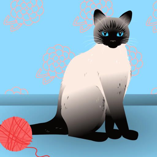 How to draw a Siamese cat