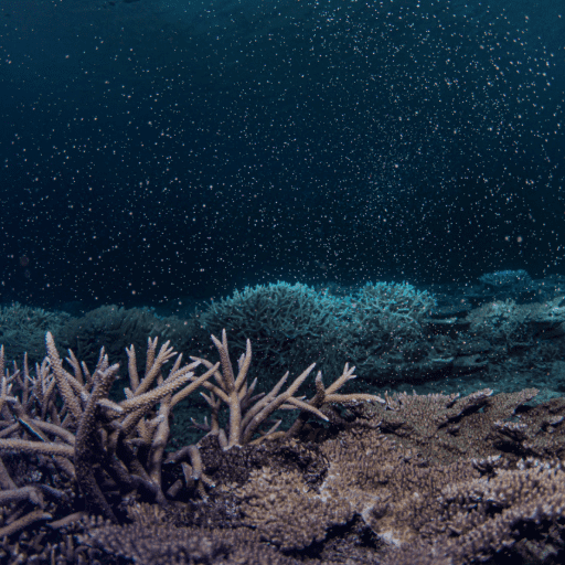 Underwater photo of spawning corals 