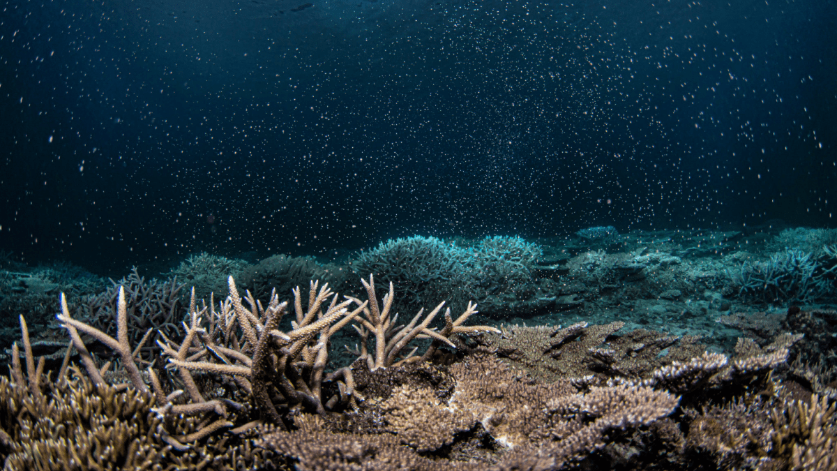 Underwater photo of spawning corals 